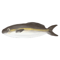 mimimi-no-hito